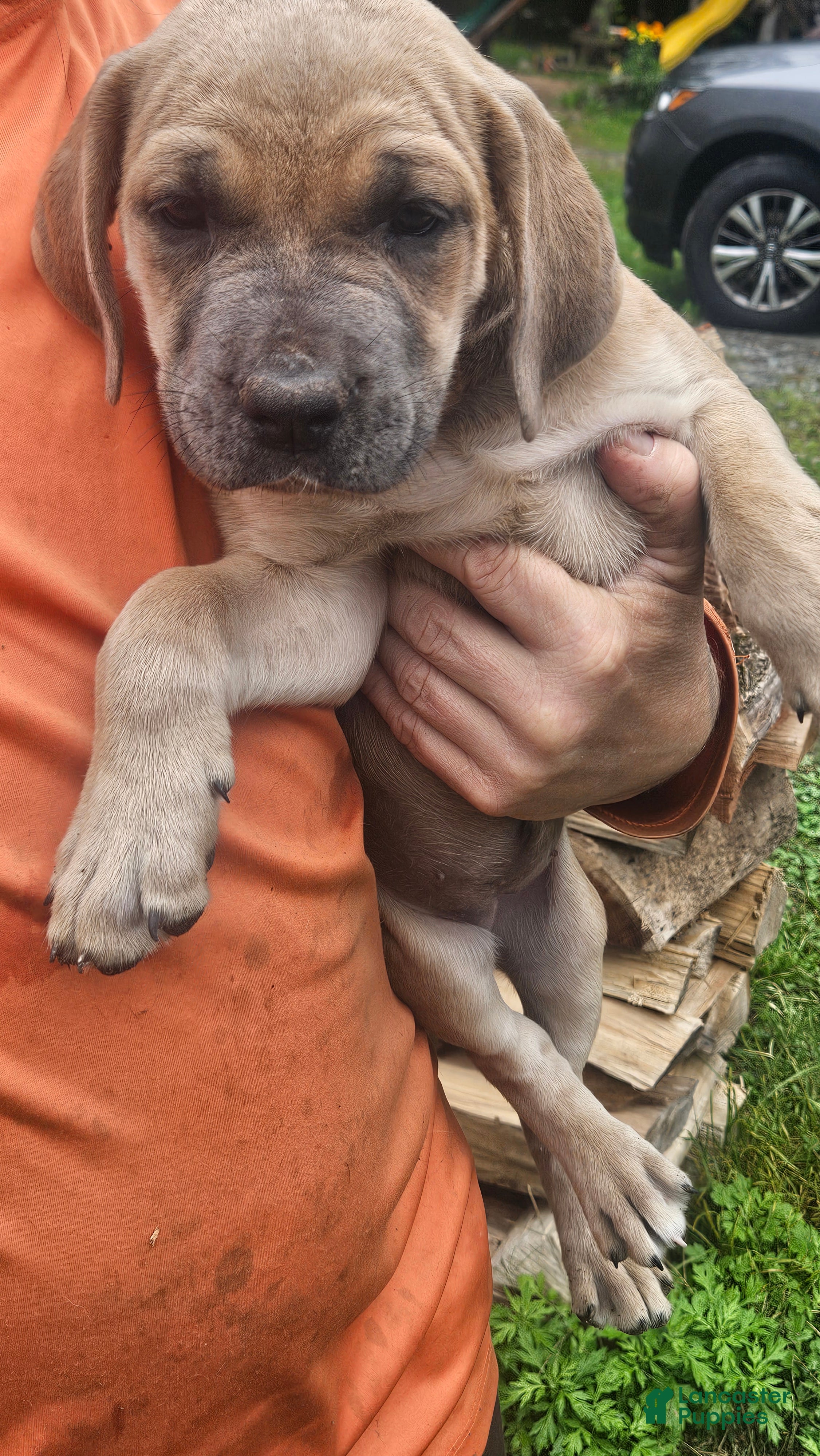 Cane Corso dogs Cane Corso 1 - Ad 3
