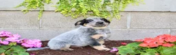 Australian Cattle Dog dogs for sale: Buddy - Ad 4