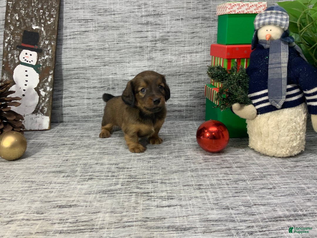 Miniature Dachshund dogs for sale: Nora - Ad 2