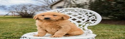 Golden Retriever dogs for sale: Penny - Ad 4