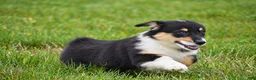Welsh Corgi Pembroke dogs for sale: Jacey - Ad 8