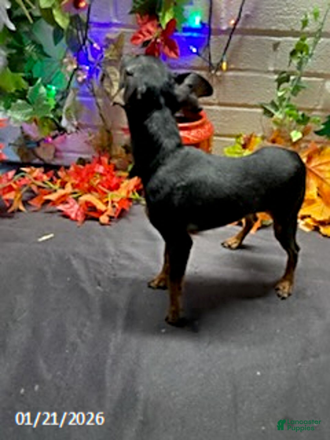 Miniature Pinscher dogs for sale: Pin  - Ad 6
