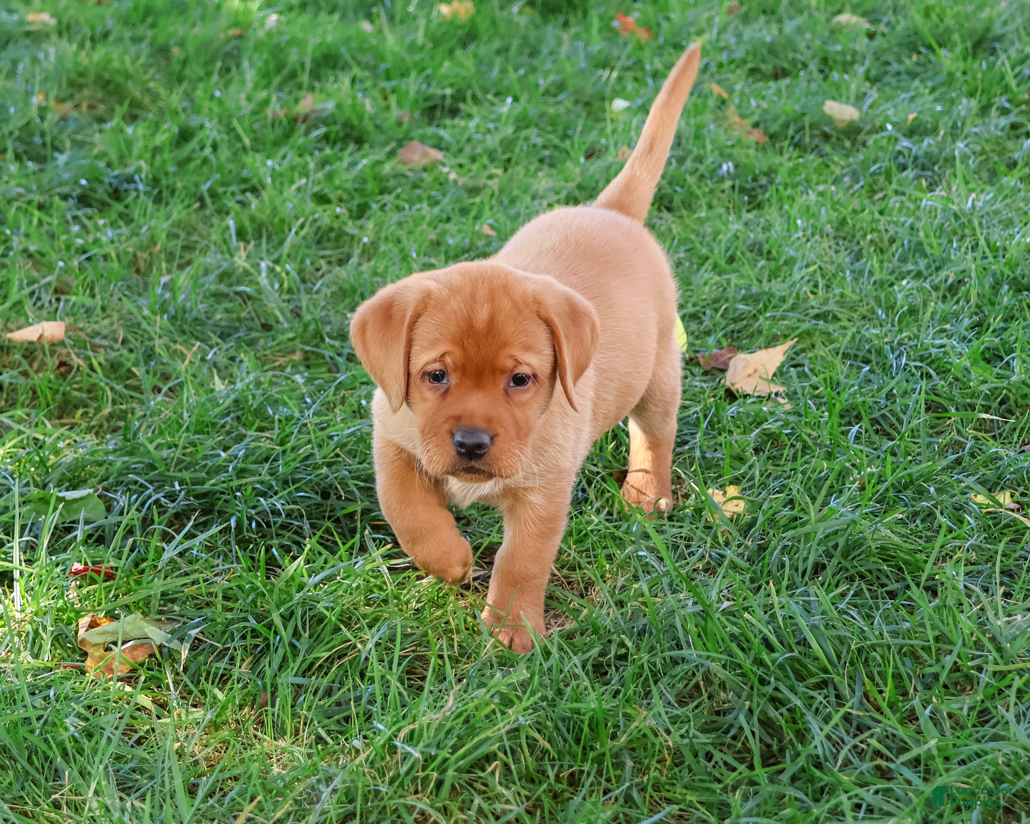 Labrador Retriever dogs for sale: Renee - Ad 2