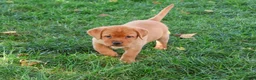 Labrador Retriever dogs for sale: Renee - Ad 2