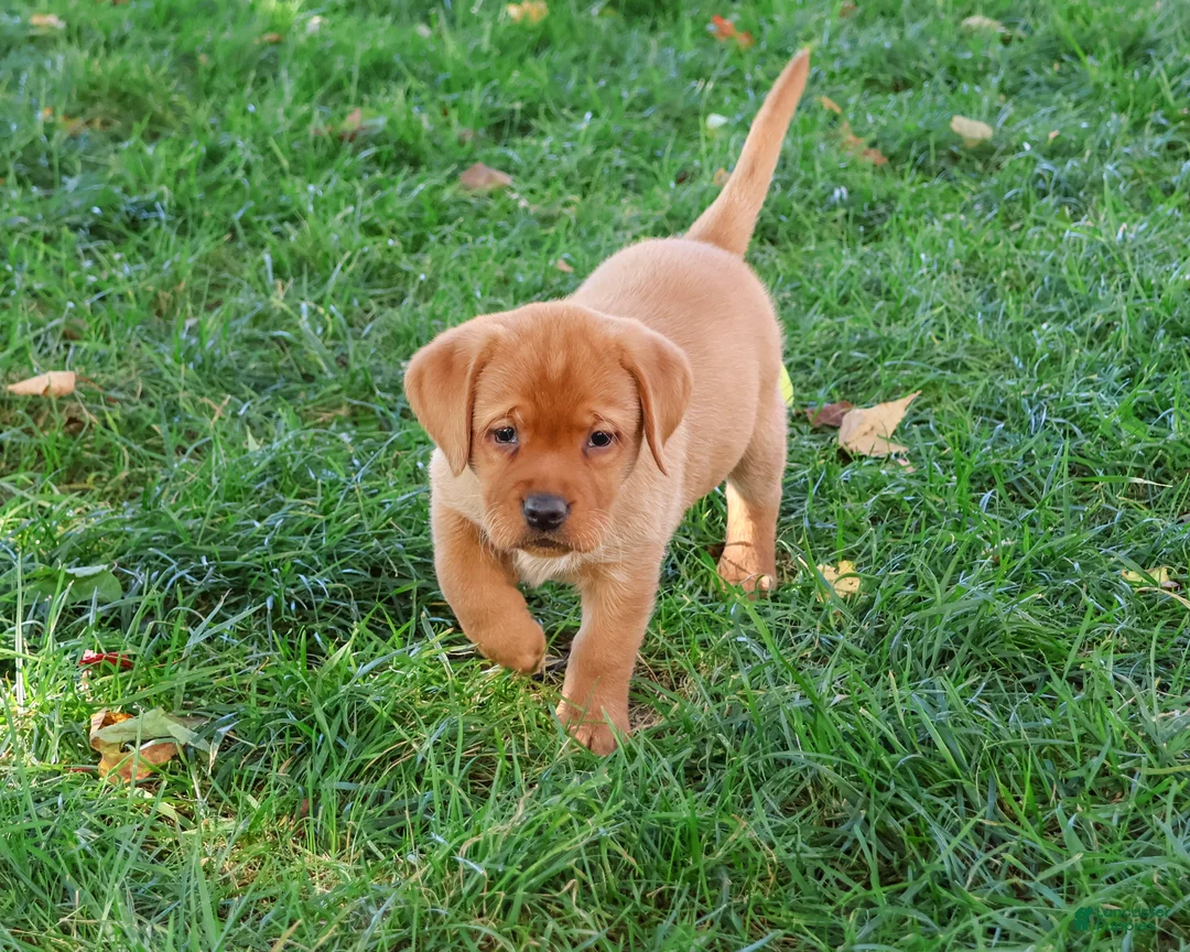 Labrador Retriever dogs for sale: Renee - Ad 2