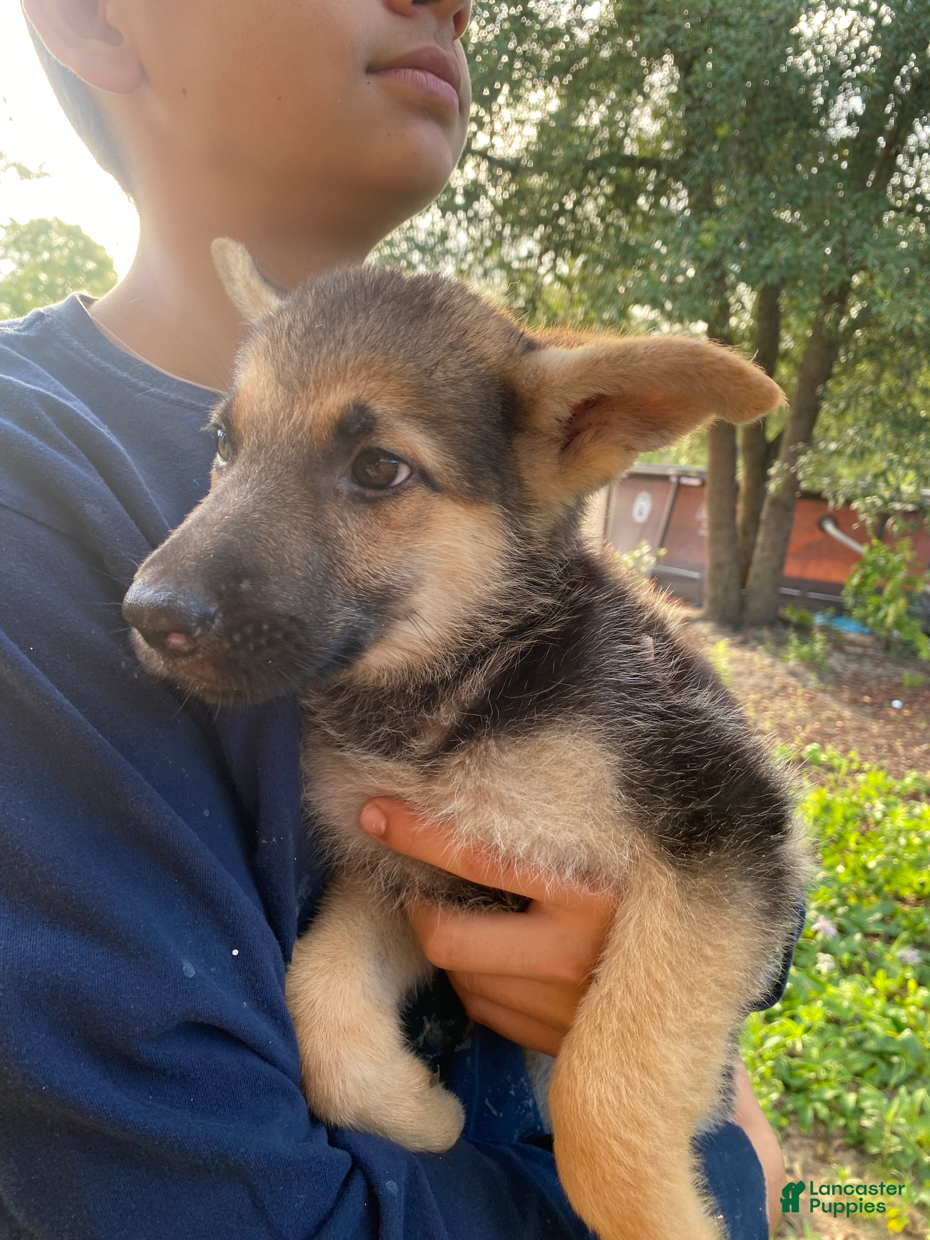 German Shepherd dogs German Shepherd 3 - Ad 6