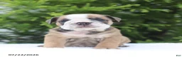 English Bulldog dogs for sale: Carla - Ad 4