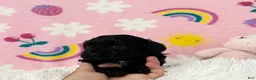 Cavapoo dogs for sale: Charlie - Ad 7