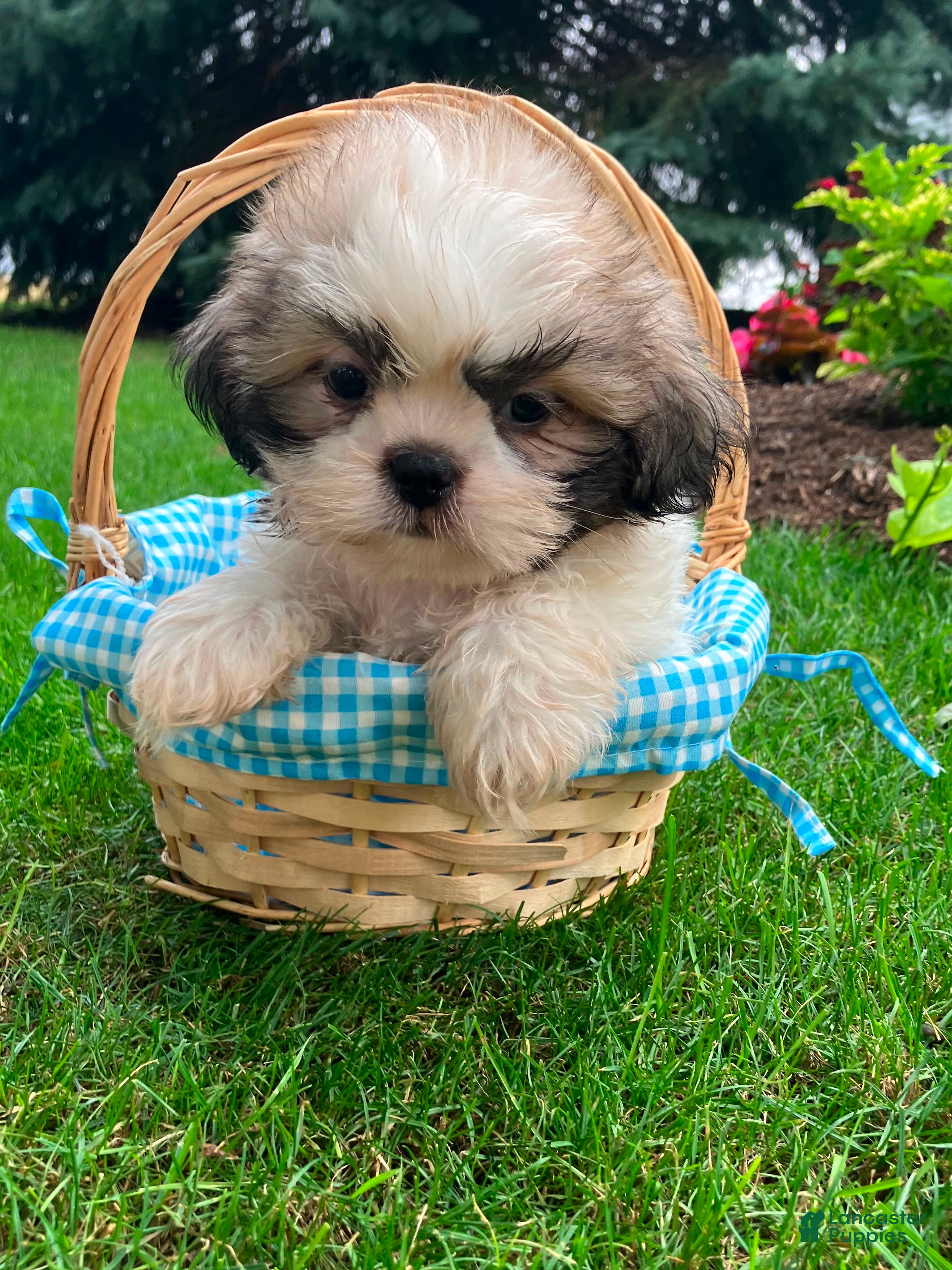 Shih Tzu dogs Jack - Ad 2