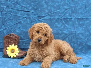 Goldendoodle dogs for sale: Judy - Ad 4