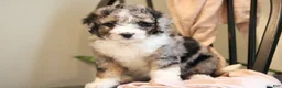 Mini Bernedoodle dogs for sale: Henry-F1b - Ad 5