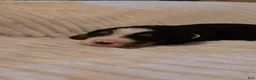 Bernese Mountain Dog dogs for sale: Bernese Mountain Dog 4 - Ad 3