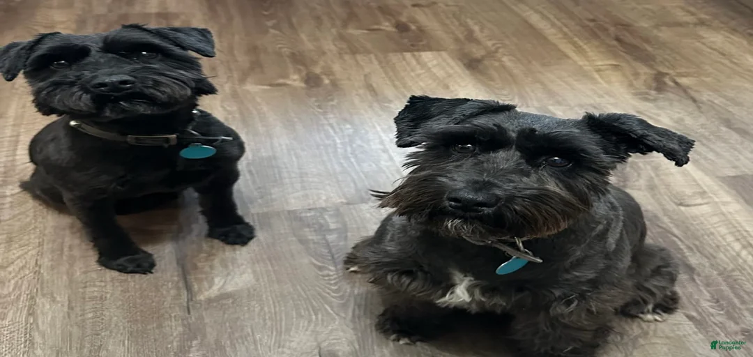 Gallery Image {{count}}