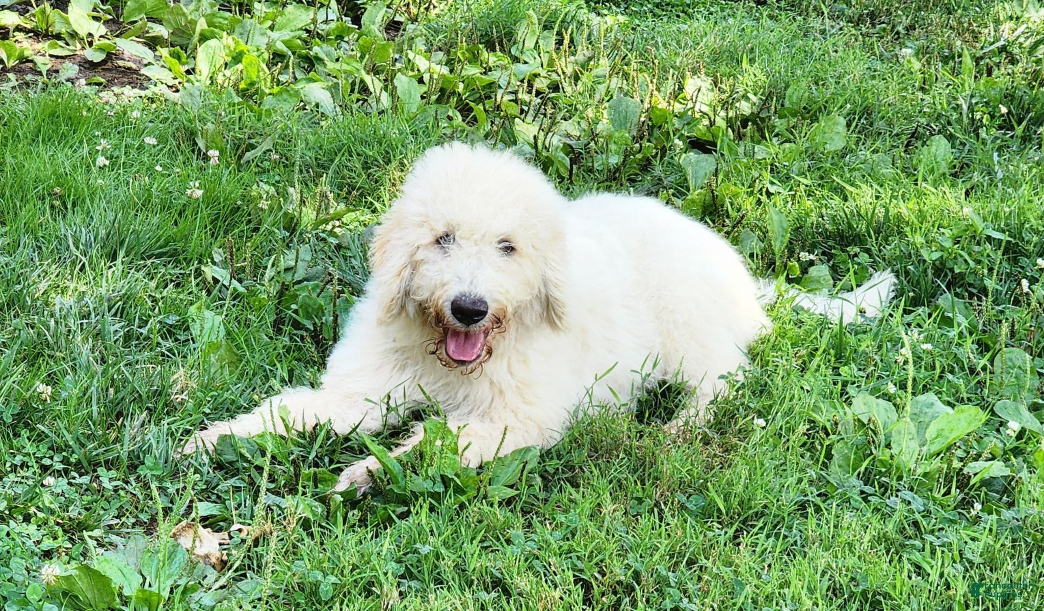 Labradoodle dogs Queeny  - Ad 2