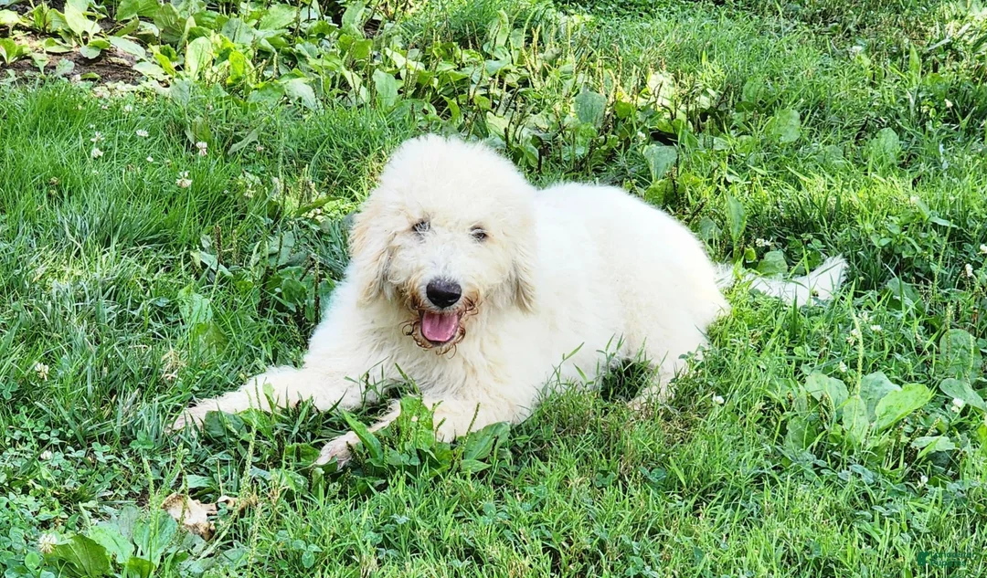 Labradoodle dogs for sale: Queeny  - Ad 1