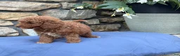 Miniature Poodle dogs for sale: Mabel - Ad 9