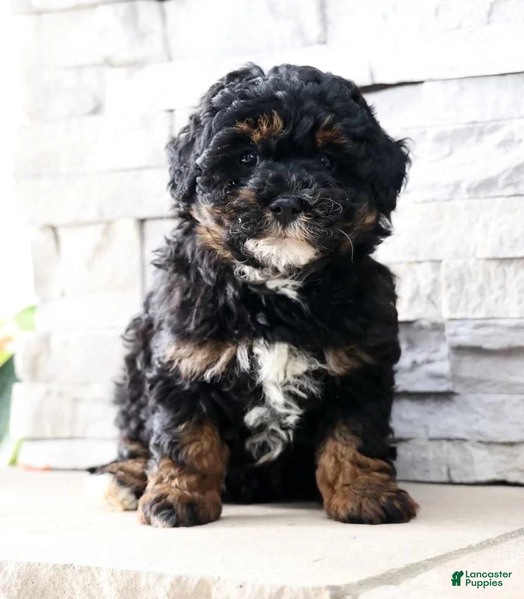 Mini Bernedoodle dogs for sale: Chloe - Ad 1
