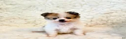 Pomapoo dogs for sale: Tucker Pompoo teacup - Ad 3