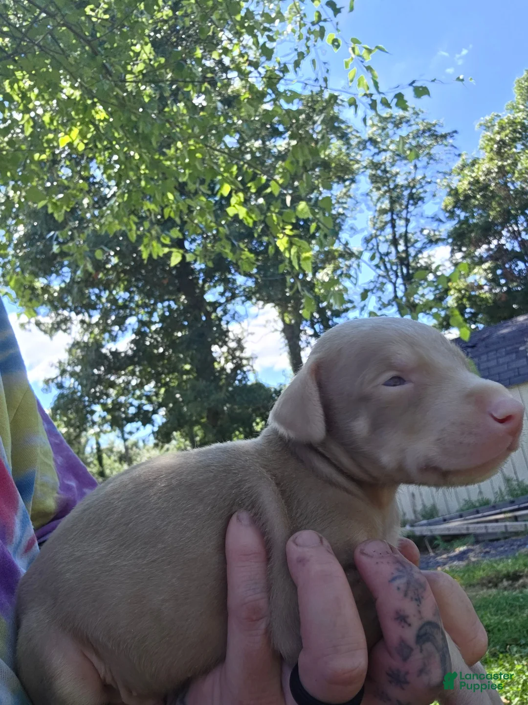 Doberman Pinscher dogs for sale: Doberman Pinscher 2 - Ad 1