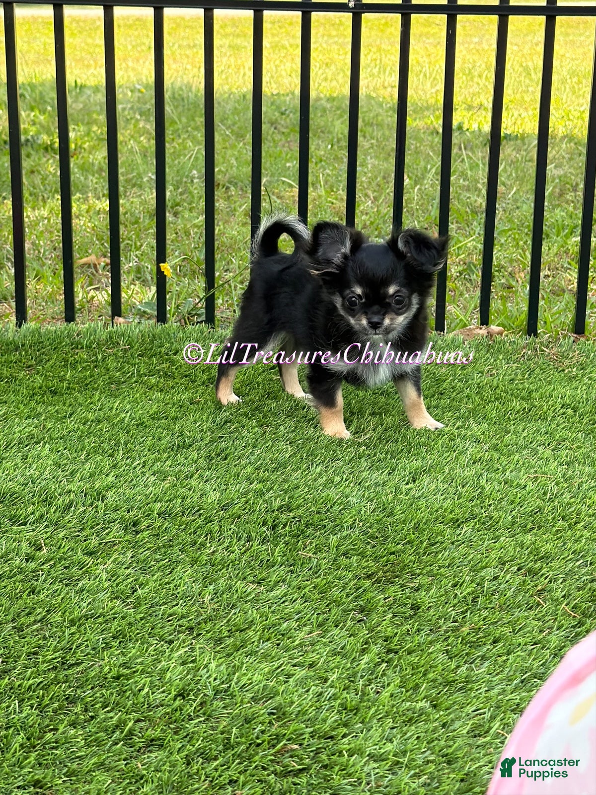 Chihuahua dogs Nancy - Ad 1
