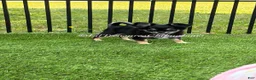 Chihuahua dogs for sale: Nancy - Ad 1