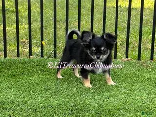 Chihuahua dogs for sale: Nancy - Ad 1