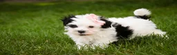 Havanese dogs for sale: Precious - Ad 7