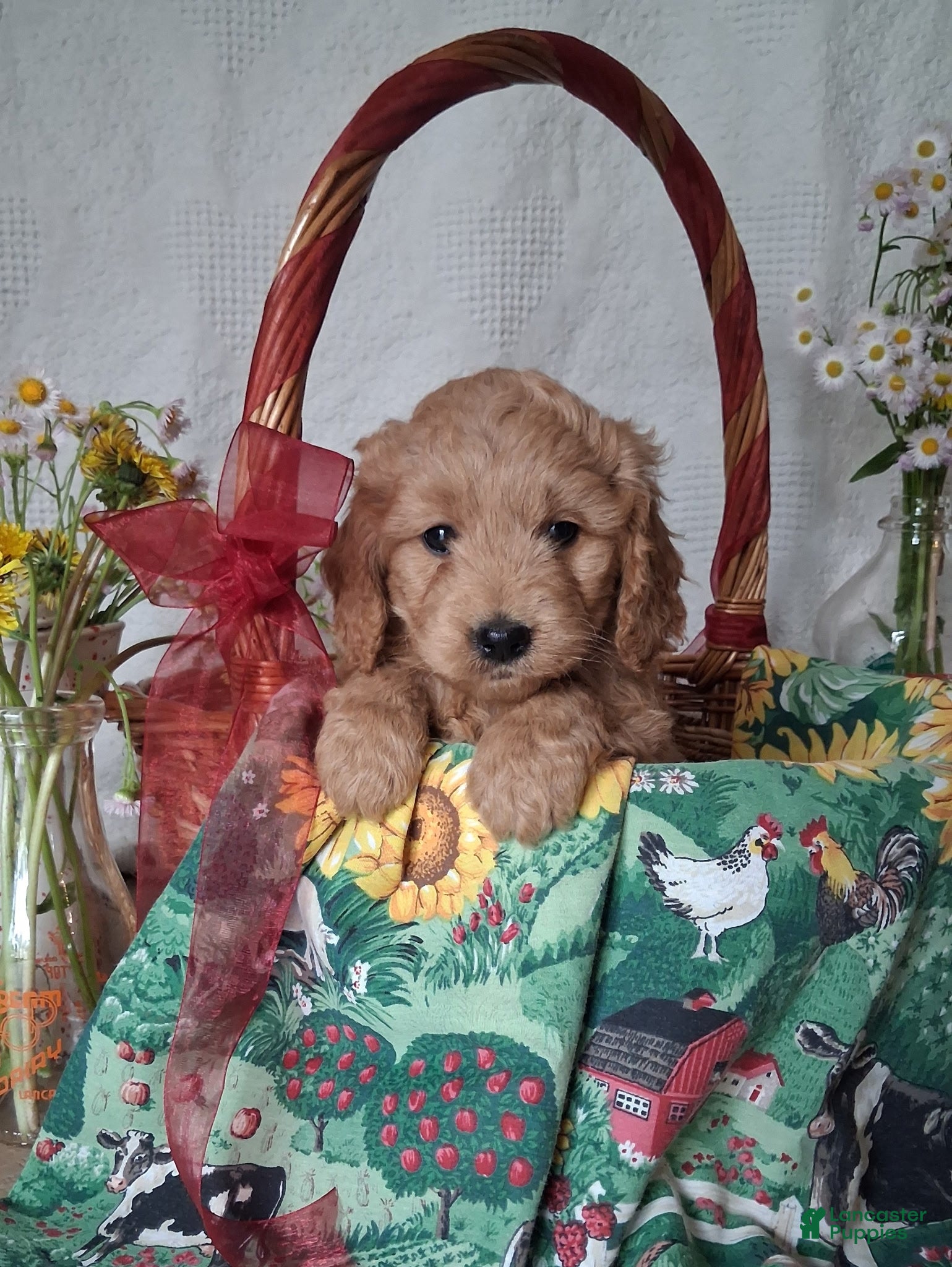 Mini Goldendoodle dogs Skya - Ad 1