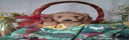 Mini Goldendoodle dogs for sale: Skya - Ad 1