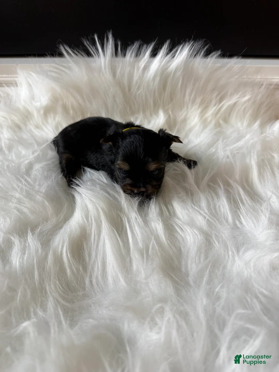Yorkshire Terrier dogs for sale: Yorkshire Terrier 2 - Ad 2