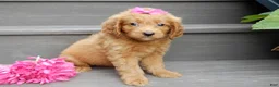 Mini Goldendoodle dogs for sale: Bella - Ad 4