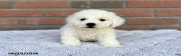 Bichon Frise dogs for sale: Toby - Ad 3