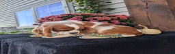 Cavalier King Charles Spaniel dogs for sale: Bingo  - Ad 4