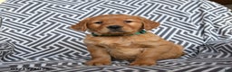 Golden Retriever dogs for sale: Lollipop - Ad 1