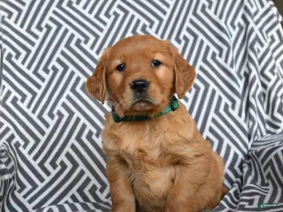 Golden Retriever dogs Lollipop - Ad 3