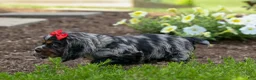 Cocker Spaniel dogs for sale: Brunson 🐶💙 - Ad 8