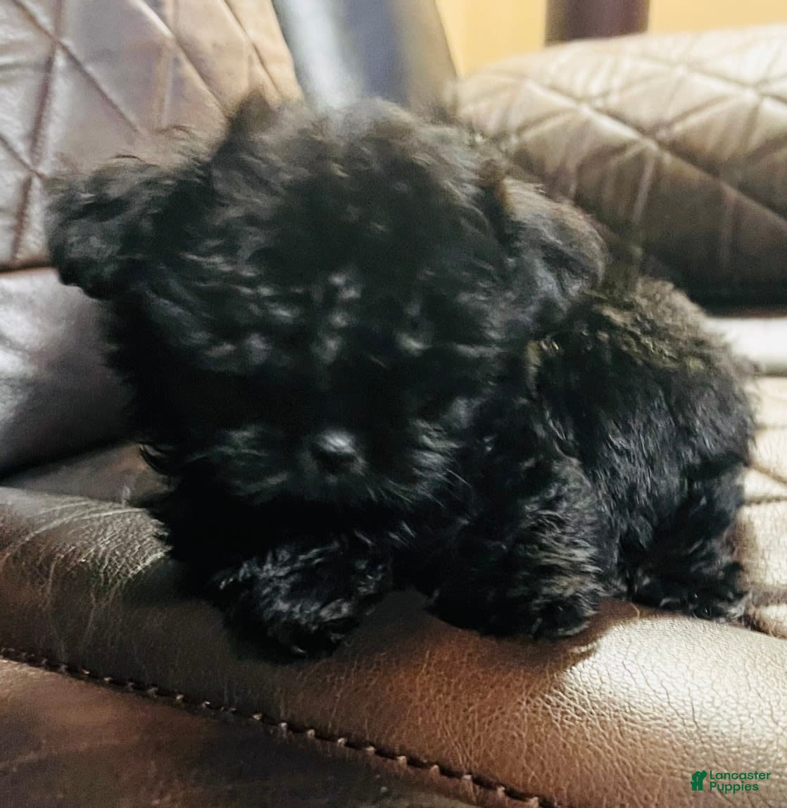 Shih Tzu dogs Midnight - Ad 40