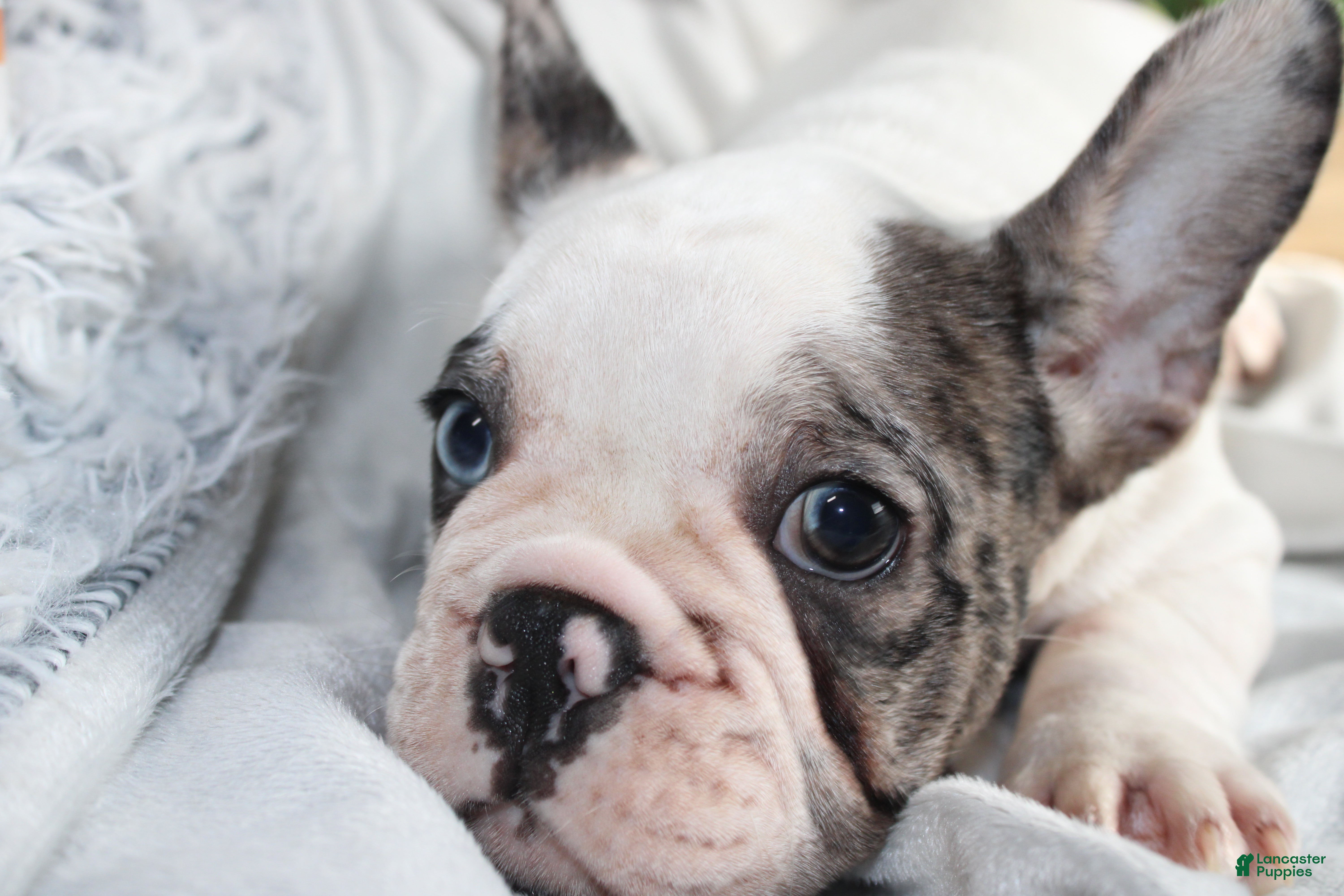 French Bulldog dogs French Bulldog Puppy 2 - Ad 1