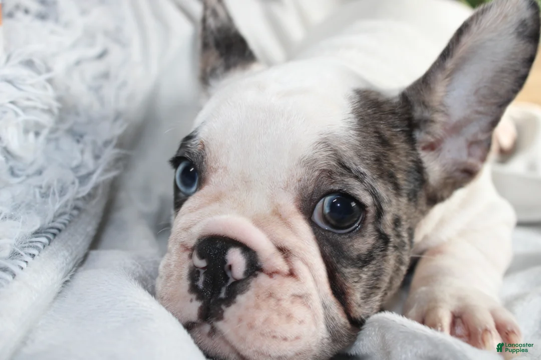 French Bulldog dogs for sale: French Bulldog Puppy 2 - Ad 1