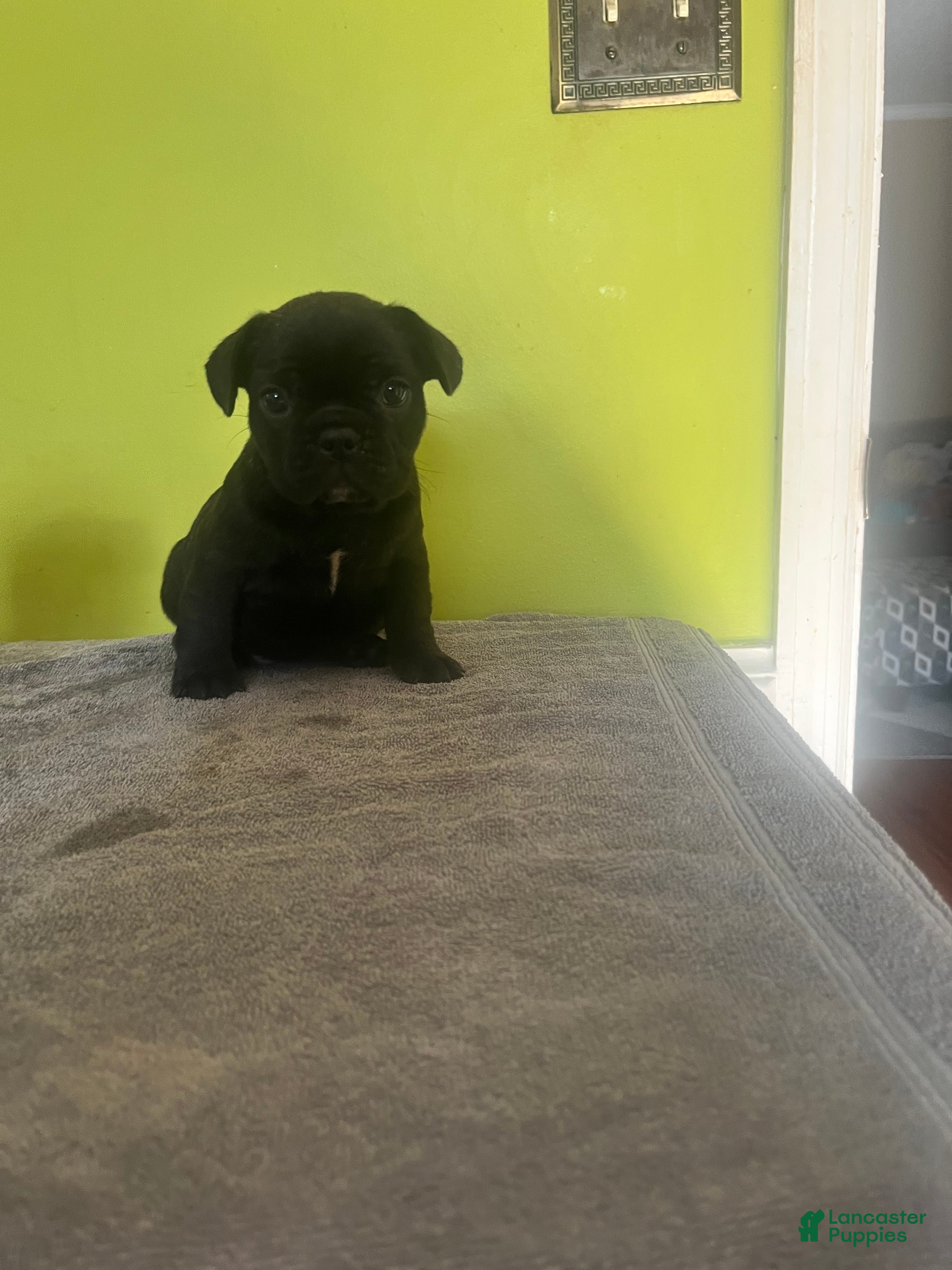 French Bulldog dogs French Bulldog Puppy 4 - Ad 29