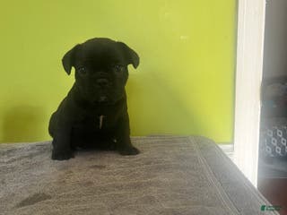 French Bulldog dogs French Bulldog Puppy 4 - Ad 21