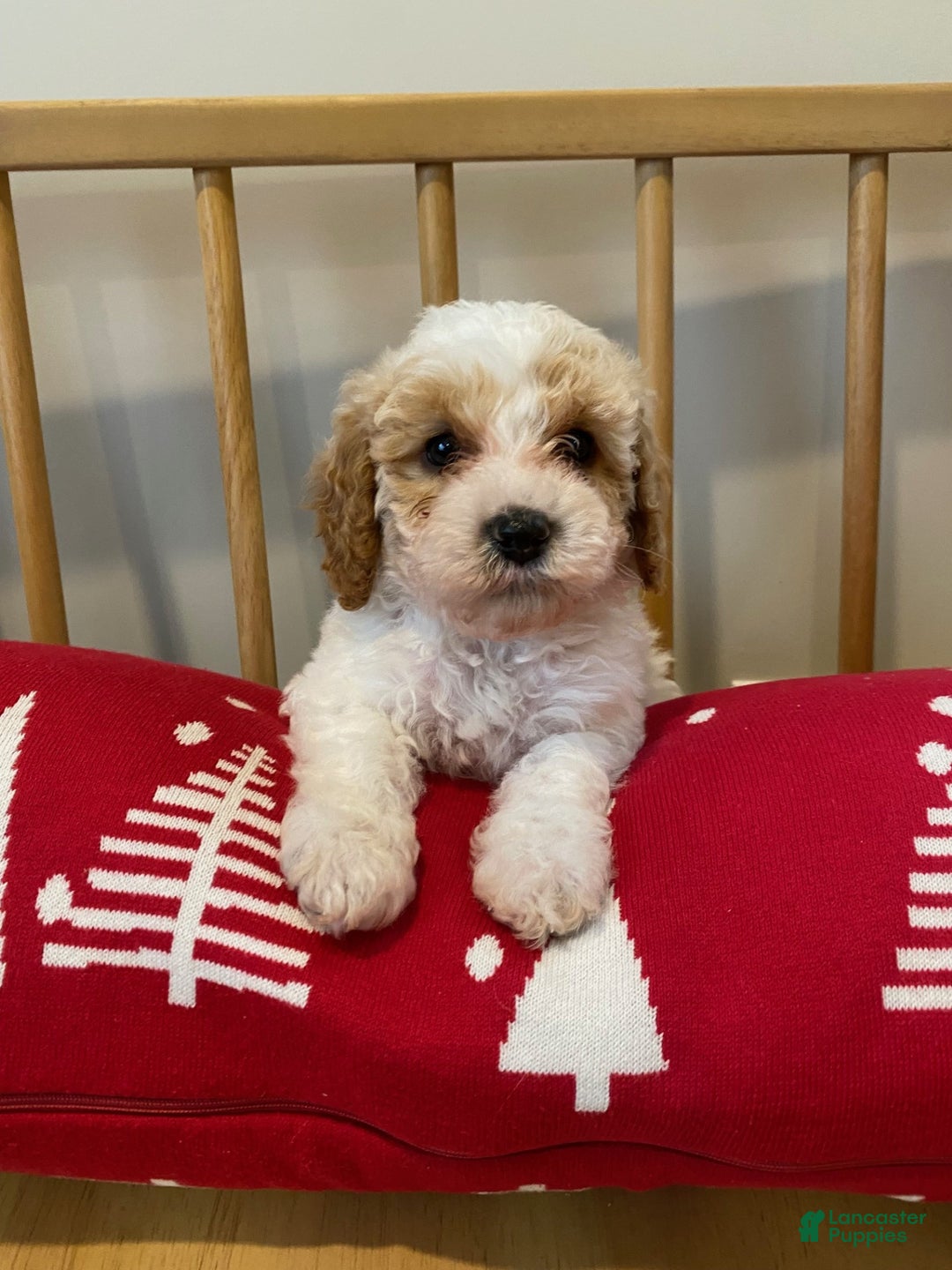 Cavapoo dogs for sale: Jack - Ad 4