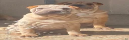 Shar Pei dogs for sale: Goose - Ad 5