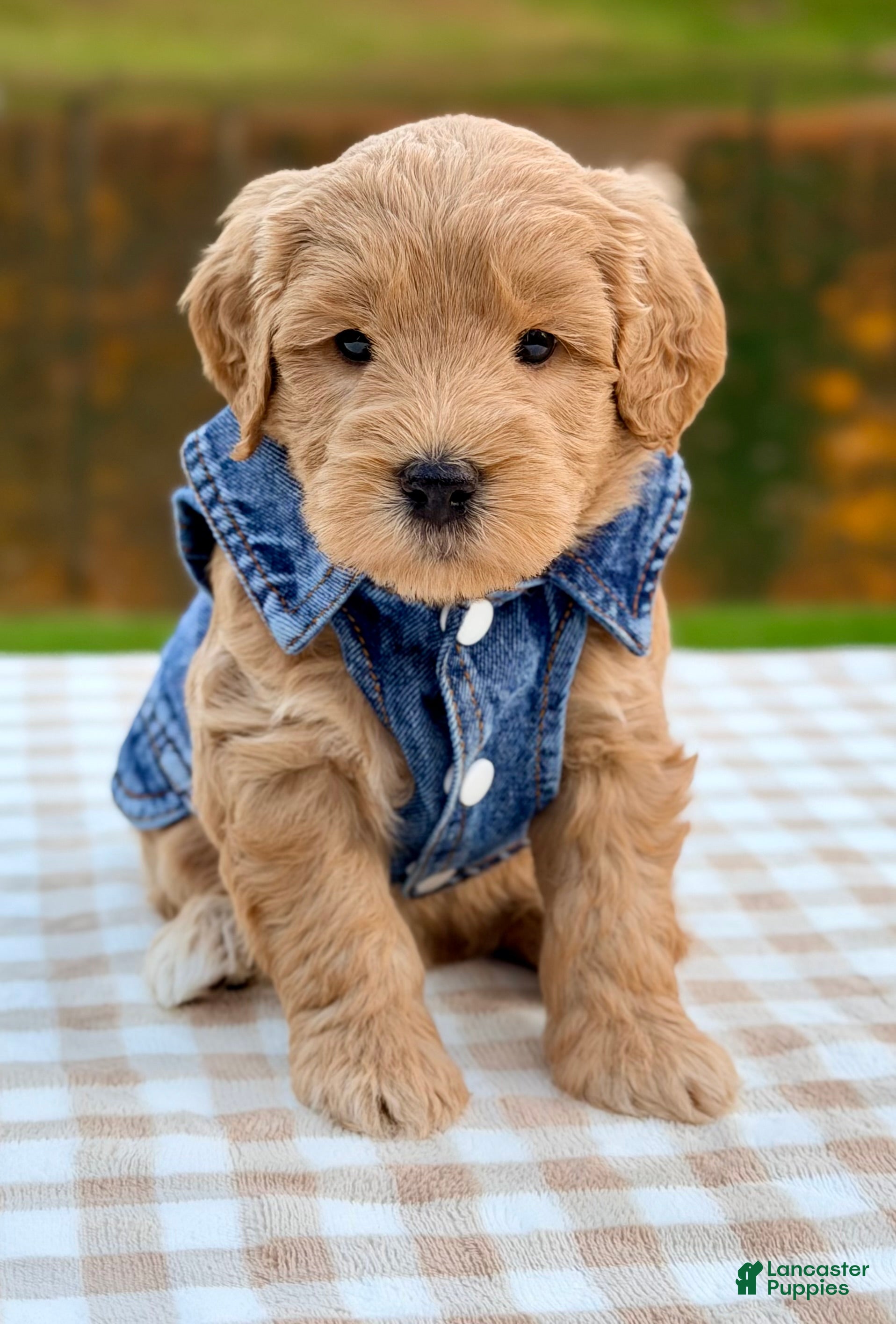 Goldendoodle dogs for sale: Oak-mini  - Ad 1