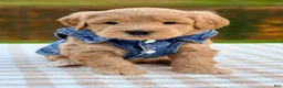 Goldendoodle dogs for sale: Oak-mini  - Ad 1