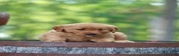 Golden Retriever dogs for sale: Blossom - Ad 5