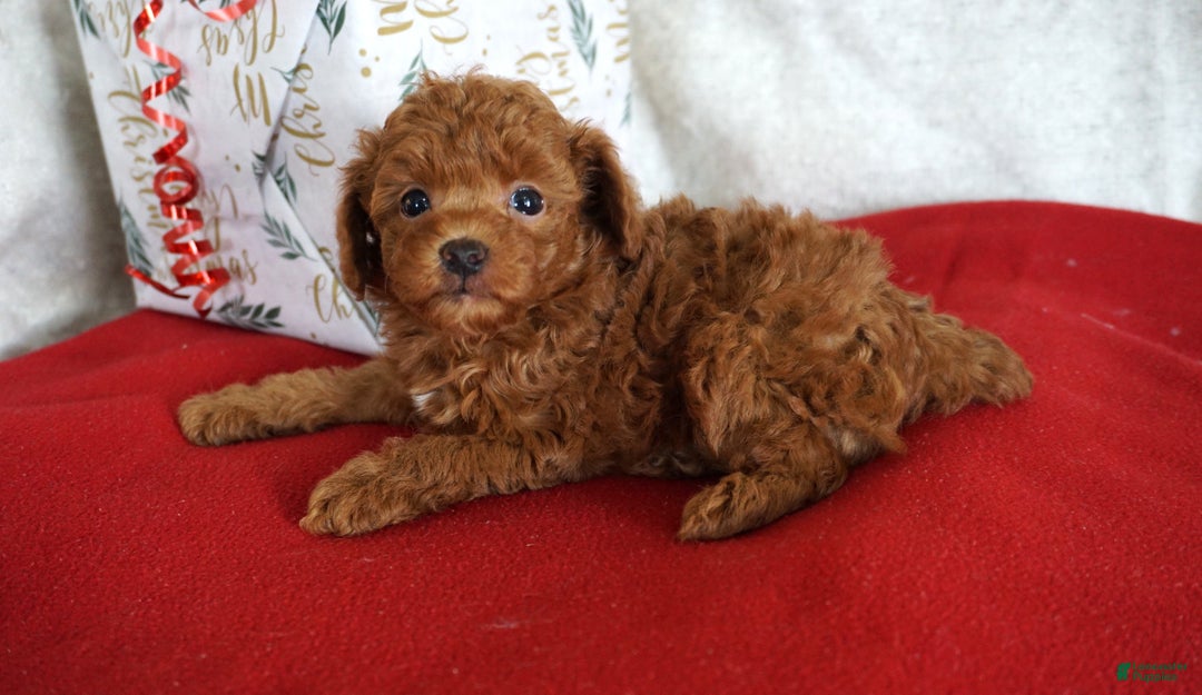 Toy Poodle dogs for sale: Toy Poodle Puppy 1 - Ad 4
