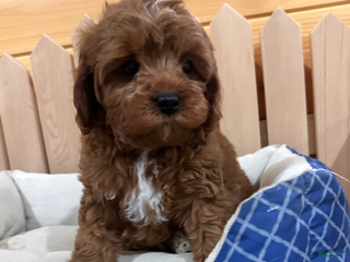 Cavapoo dogs Max- POTTY and CRATE TRAINED - Ad 17