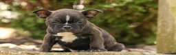 Frenchton dogs for sale: BUDDY - Ad 9