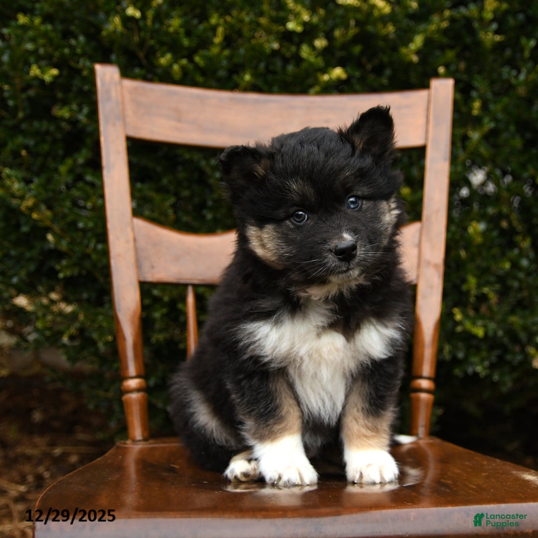 Mixed Breed dogs for sale: Oaks - Ad 3